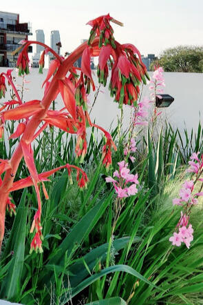 Combinaciones de especies EN TECHO VERDE (PALERMO 2019)