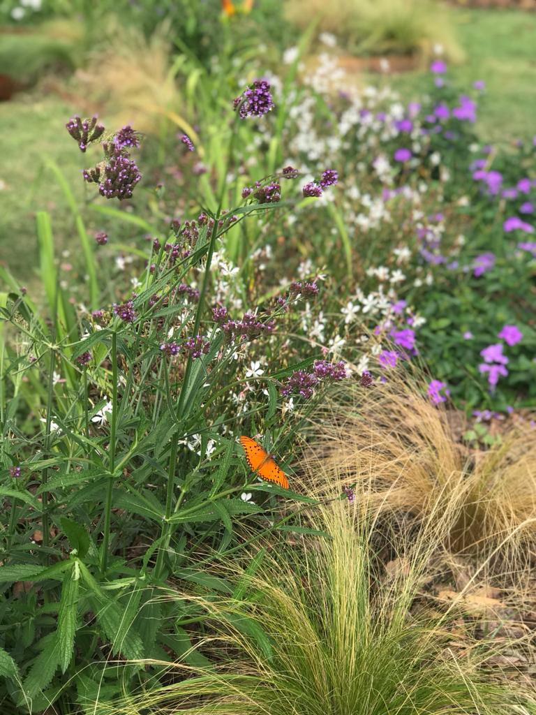 Paleta de vegetación para un cantero de bajo mantenimiento (Pilar, 2021)